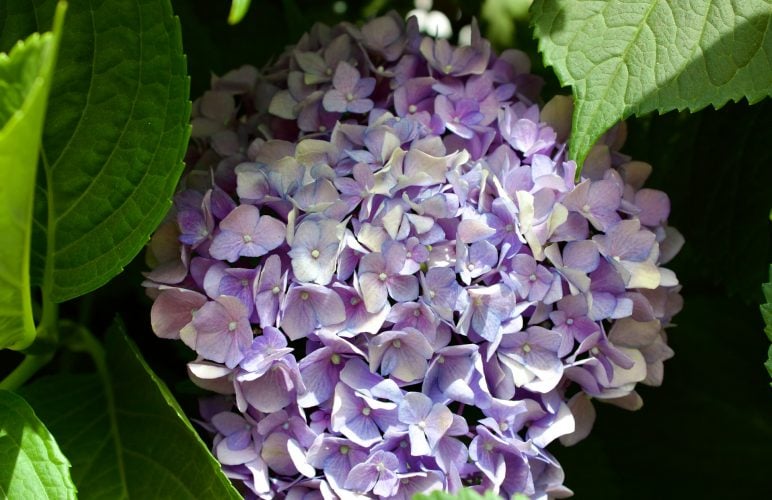 Best Spring Flowers for Allergies and How to Choose