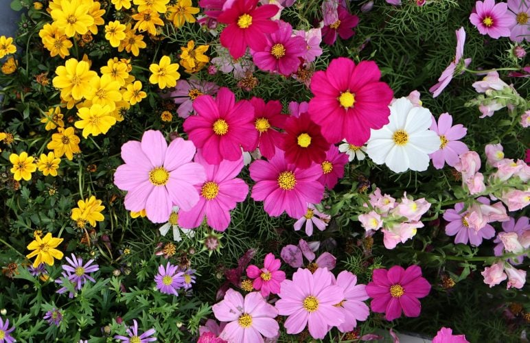 Summer Heat and Your Flowers: Preventing Early Wilting