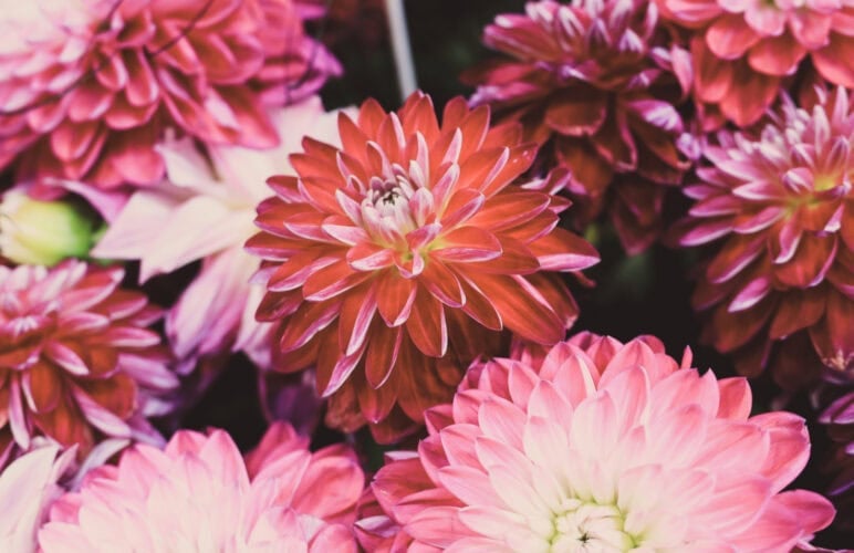 Preventing Autumn Flowers from Wilting Too Soon