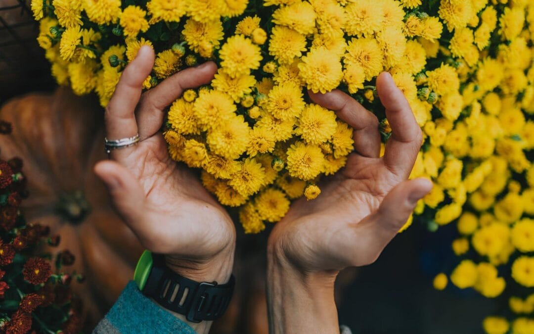 chrysanthemums