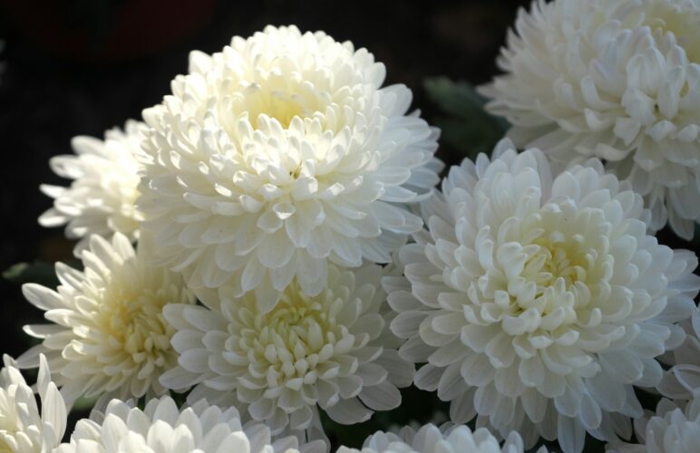 Funeral Flower Etiquette: Addressing Common Concerns