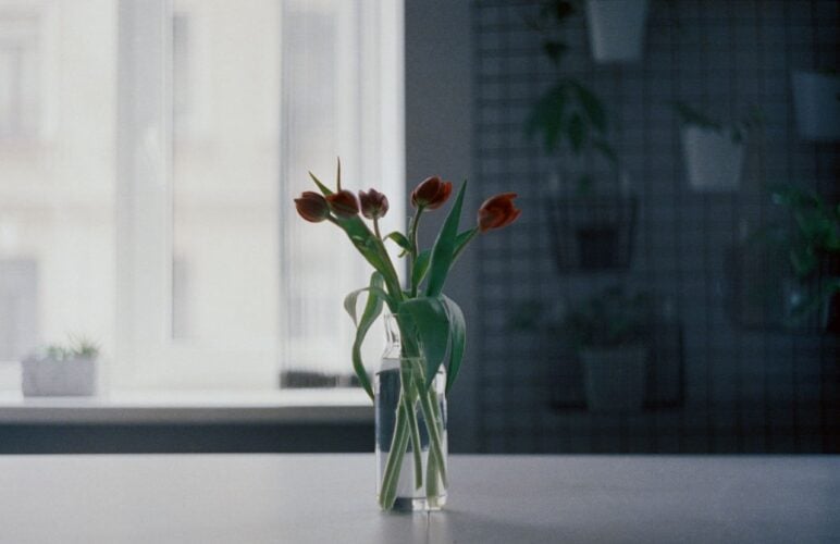 Why Summer Flower Water Turns Cloudy in Nottingham Homes
